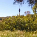 Prop.251. La Farola-Faro_resultado